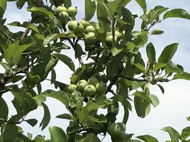 Malus orientalis photo 7