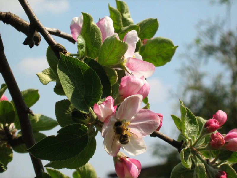 Malus orientalis