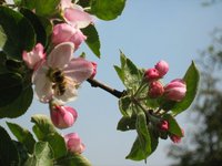 Malus orientalis