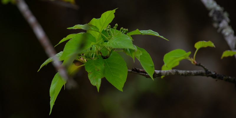 Pratt Apple photo 2