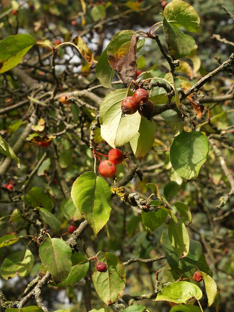 Pratt Apple photo 3