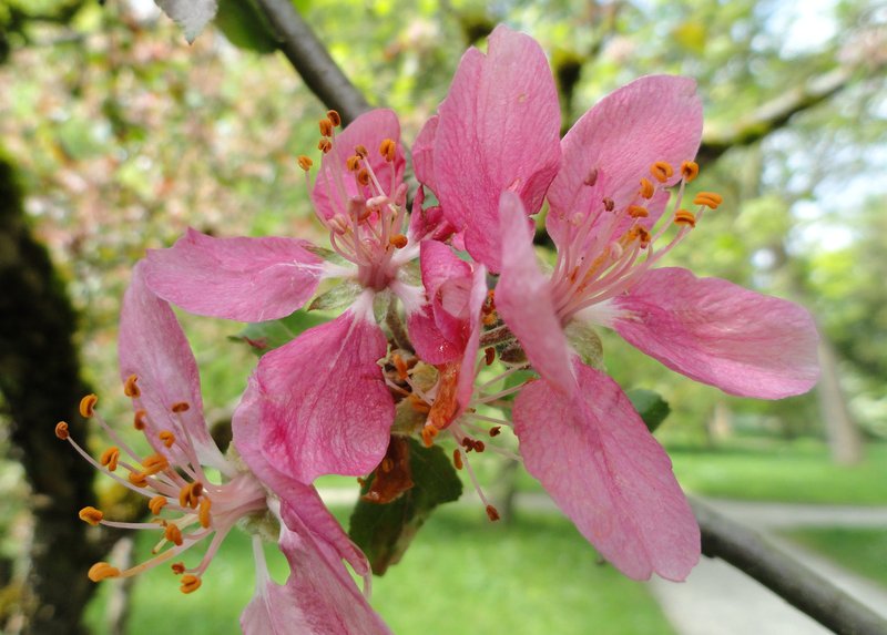 Pratt Apple