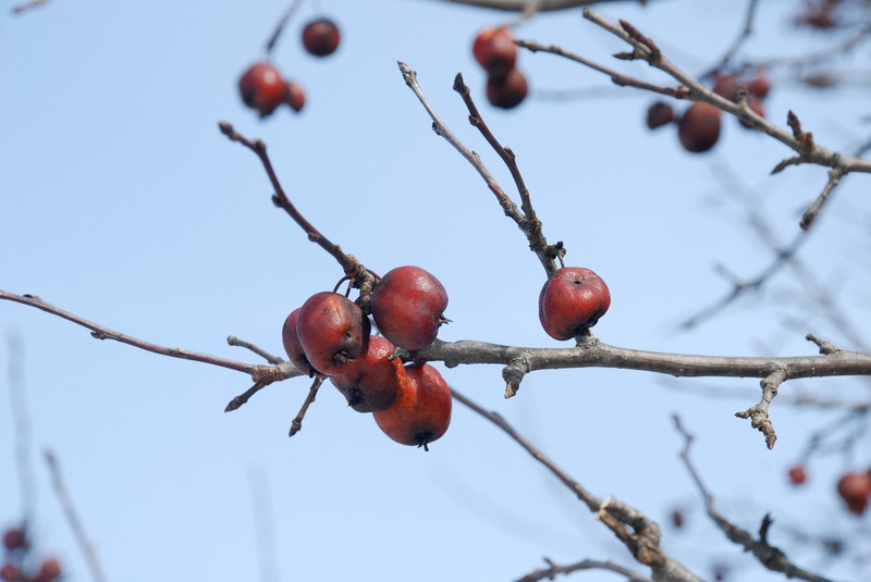 Plumleaf Crab Apple photo 3