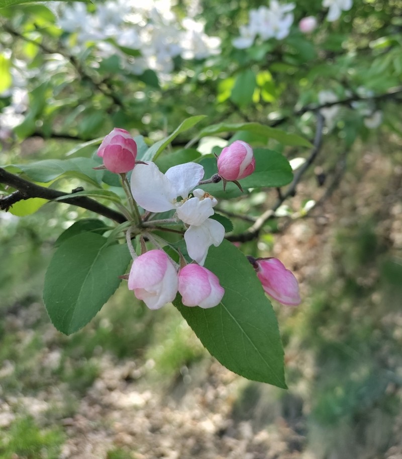 Plumleaf Crab Apple photo 4