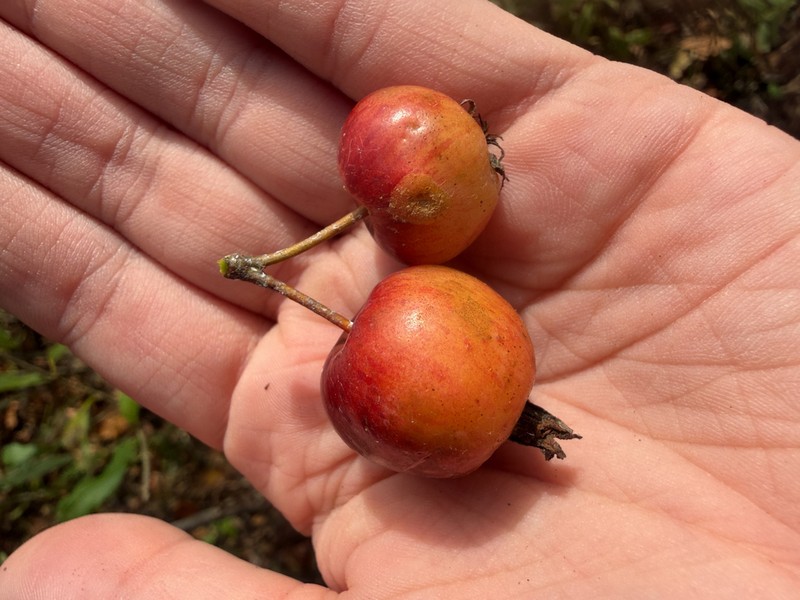 Plumleaf Crab Apple photo 5