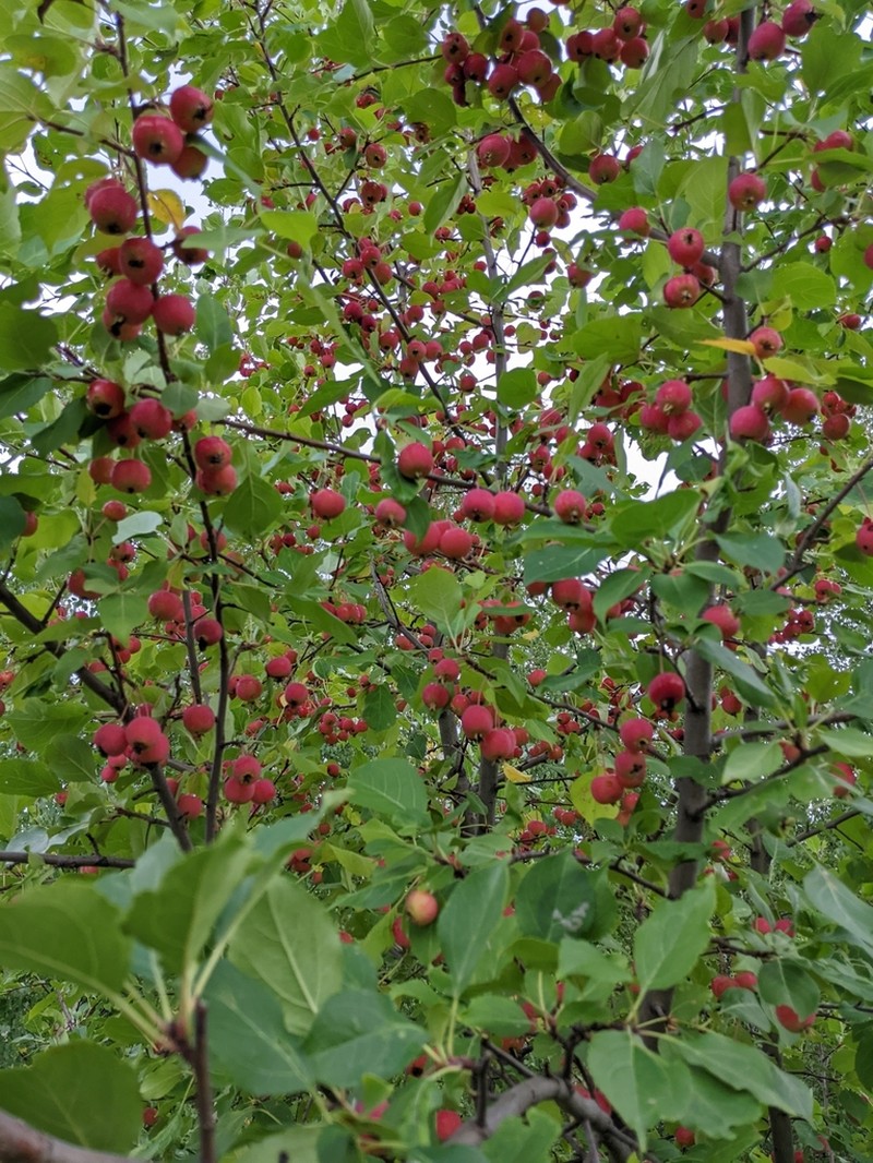 Plumleaf Crab Apple photo 6