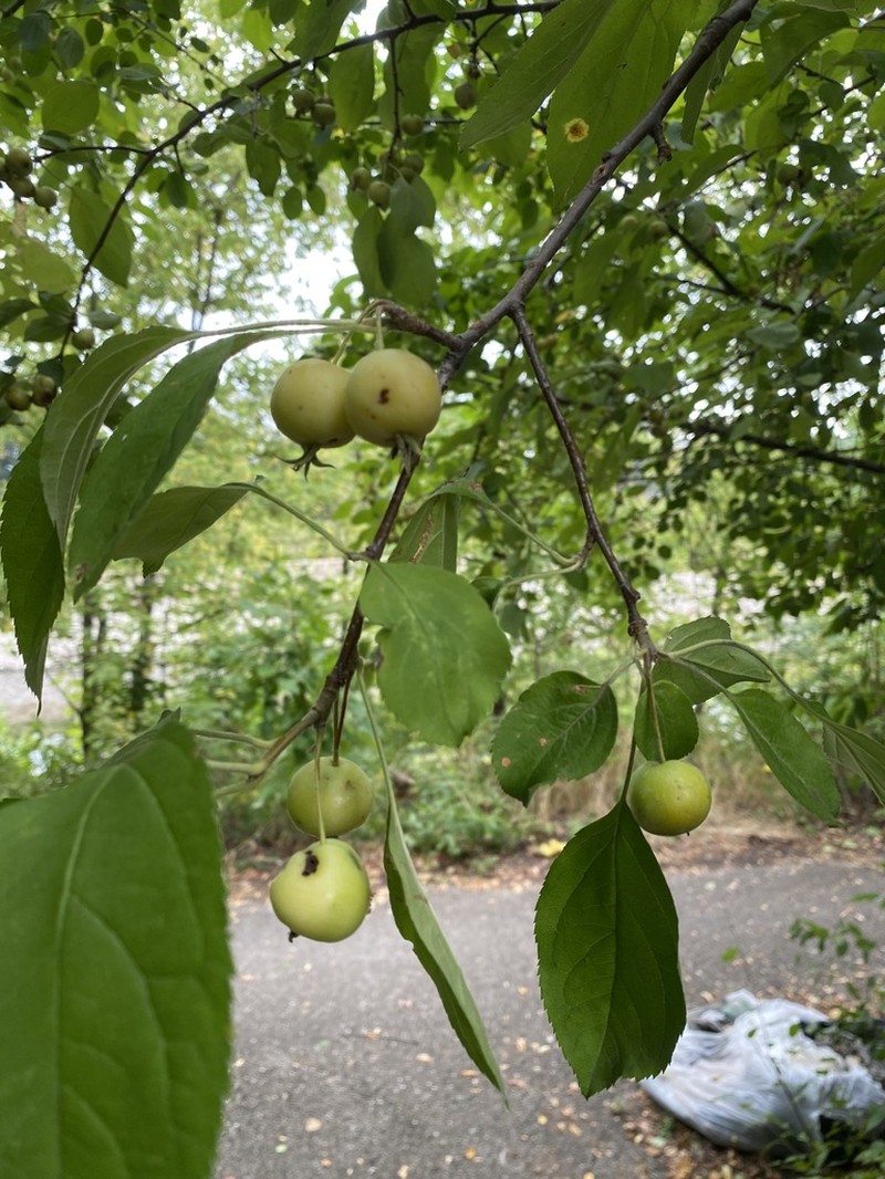 Plumleaf Crab Apple photo 7