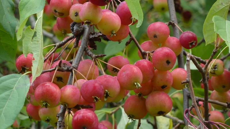 Plumleaf Crab Apple photo 8