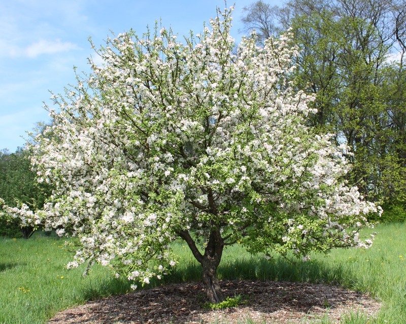 Plumleaf Crab Apple