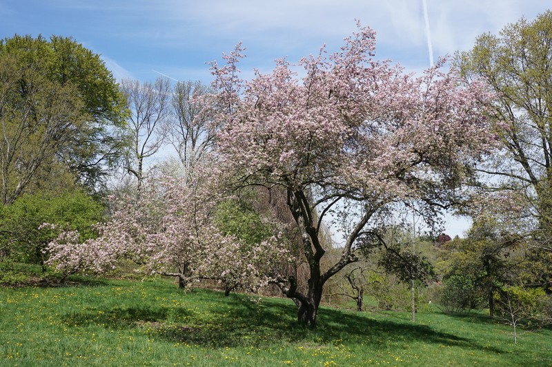 Plumleaf Crab Apple photo 2