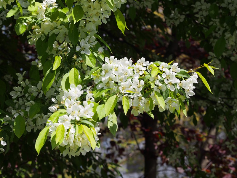 Plumleaf Crab Apple photo 3