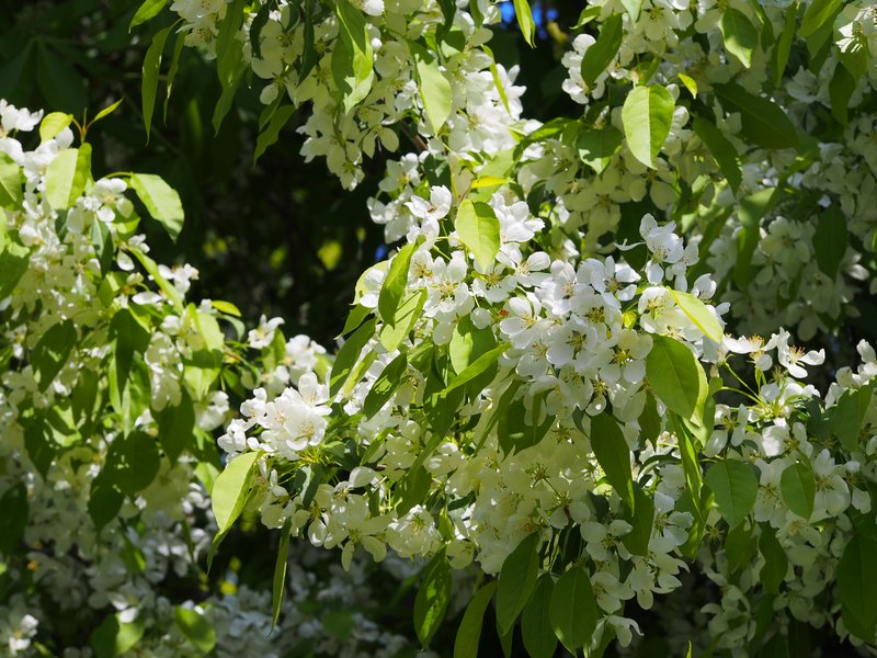 Plumleaf Crab Apple photo 5