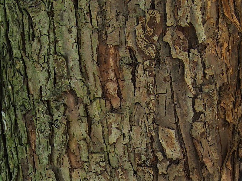 Plumleaf Crab Apple photo 6