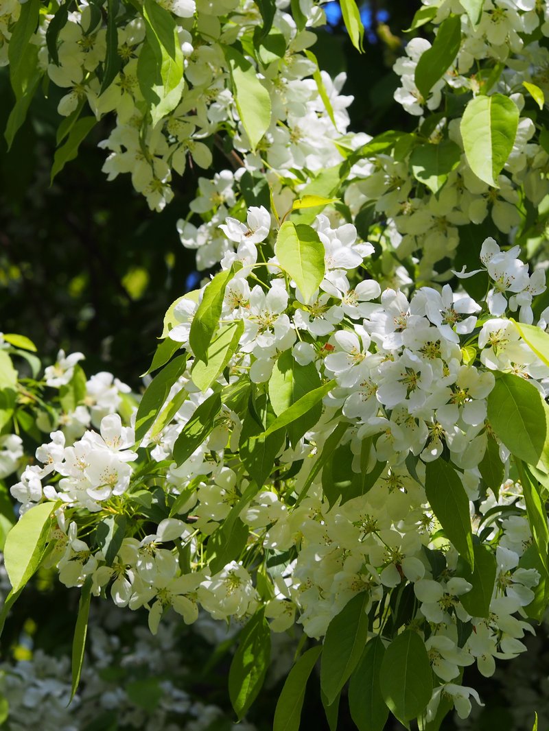 Plumleaf Crab Apple photo 7