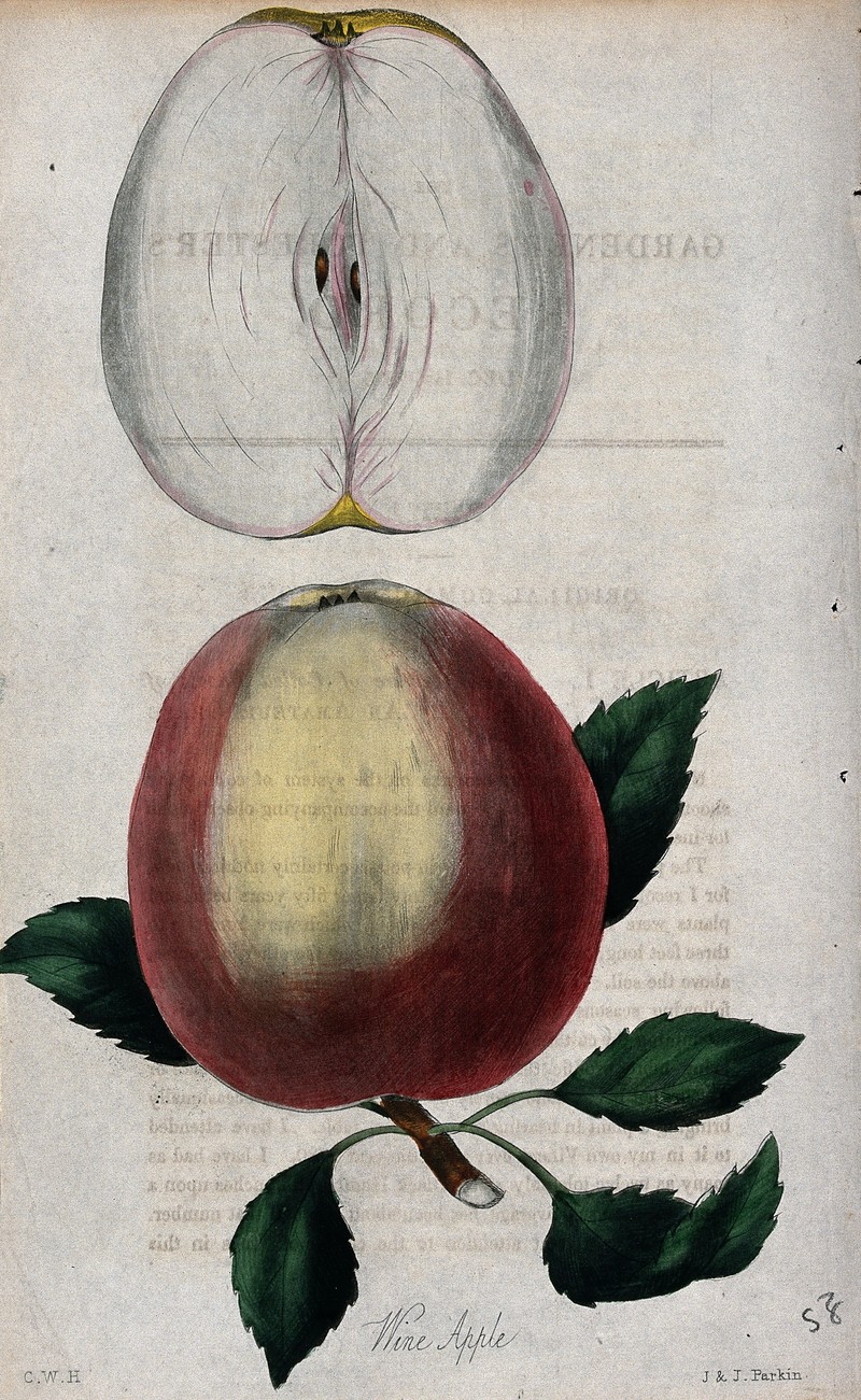 Paradise Apple