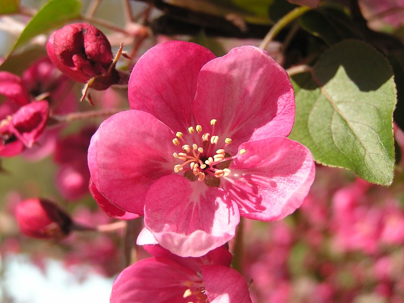 Purple Crab Apple