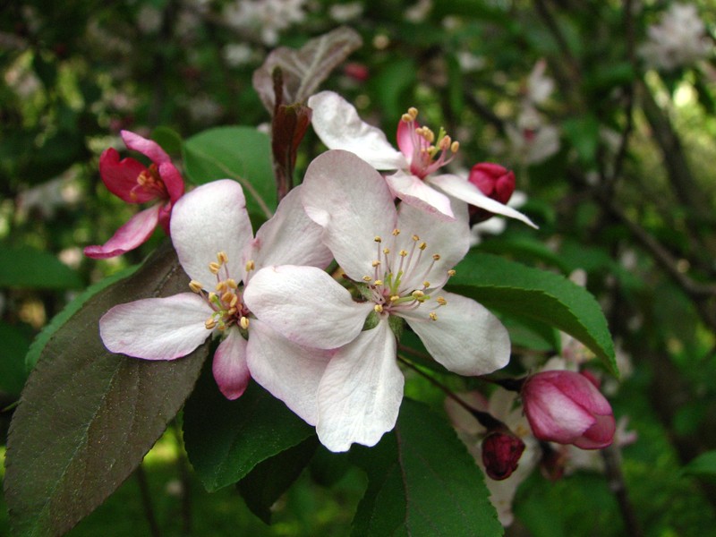 Purple Crab Apple photo 2