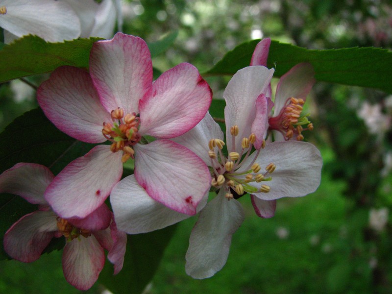 Purple Crab Apple photo 3