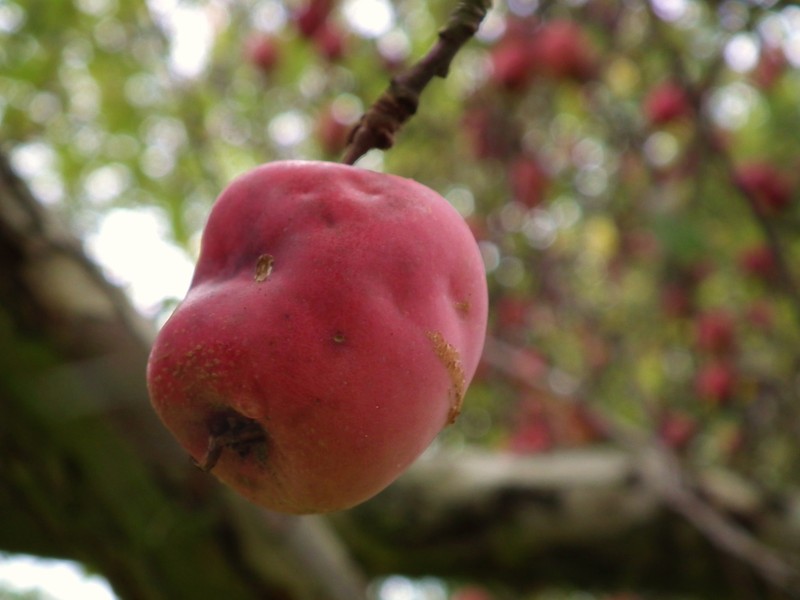 Purple Crab Apple photo 4