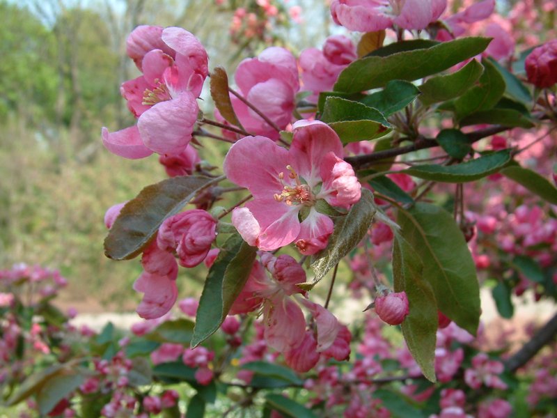 Purple Crab Apple photo 5