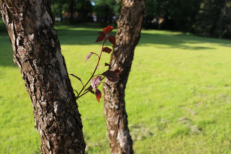 Purple Crab Apple photo 6