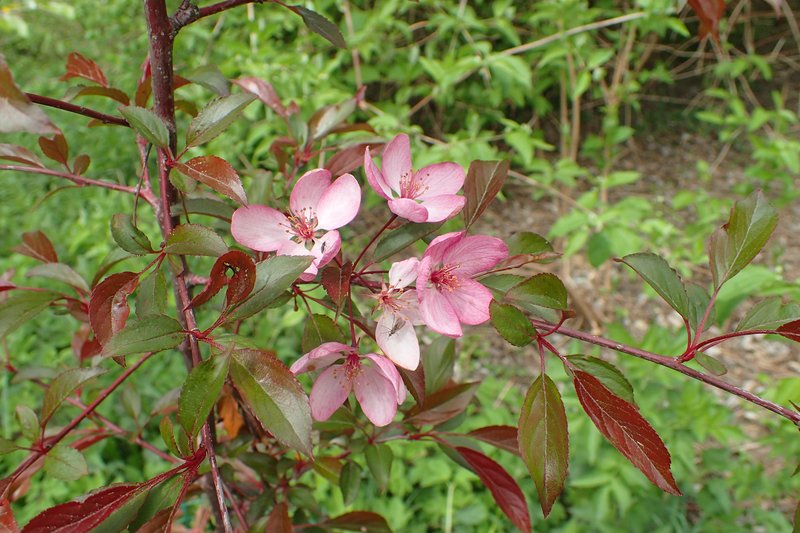 Purple Crab Apple photo 7
