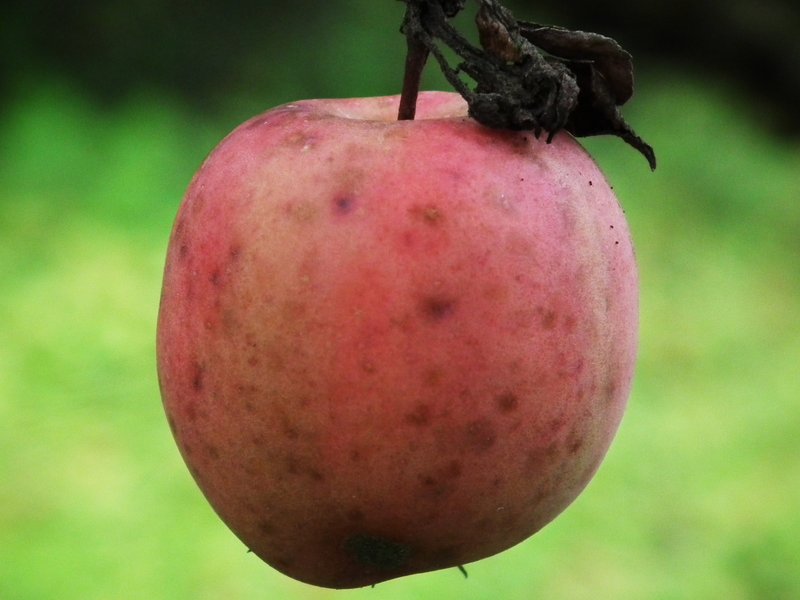 Purple Crab Apple photo 8