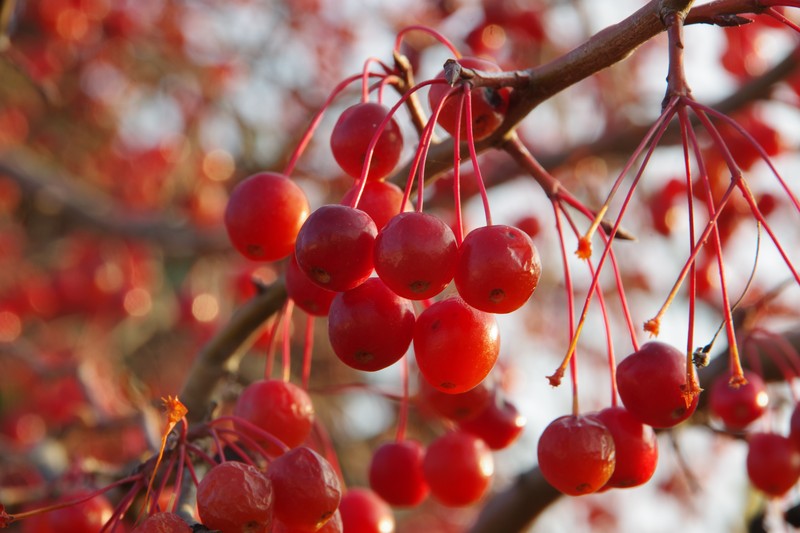 Siberian Crab Apple photo 2