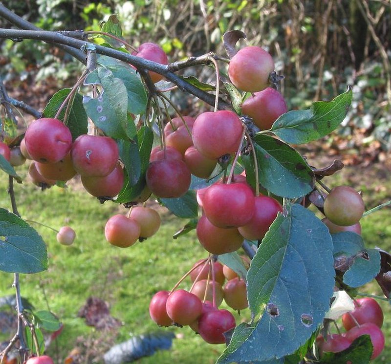 Siberian Crab Apple photo 3