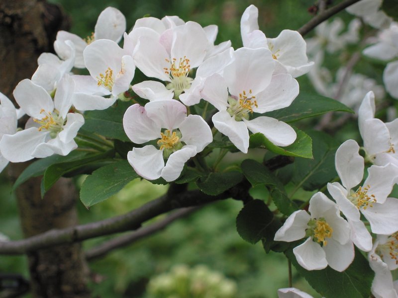 Siberian Crab Apple