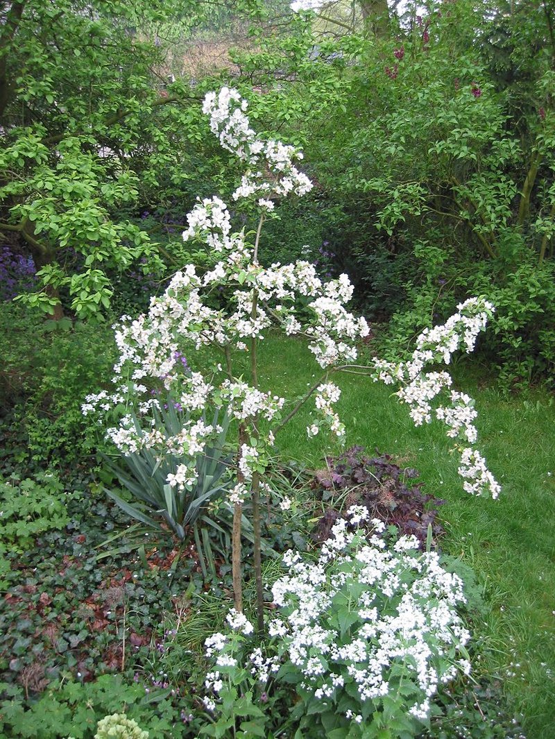 Siberian Crab Apple photo 4