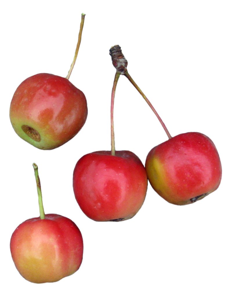 Siberian Crab Apple photo 5