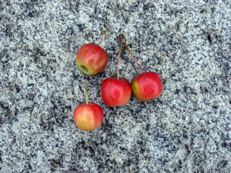 Siberian Crab Apple photo 6