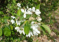 Malus rockii