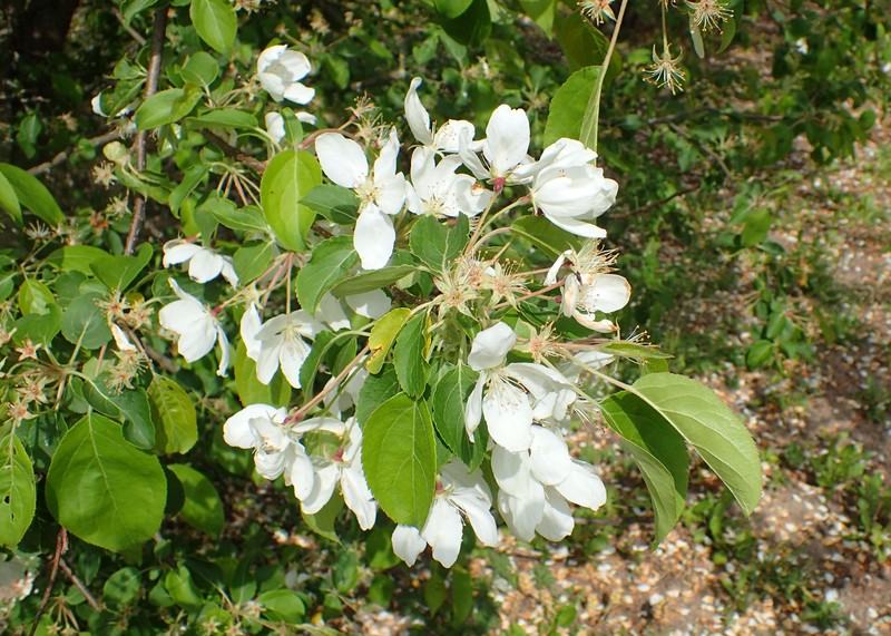 Malus rockii