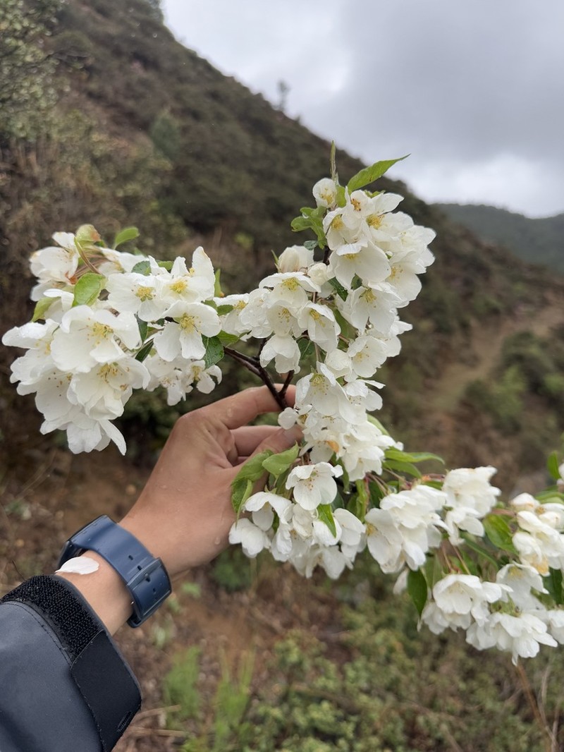 Malus rockii photo 2