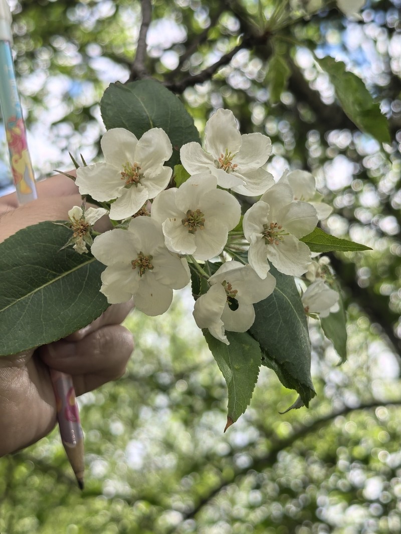 Malus rockii photo 4