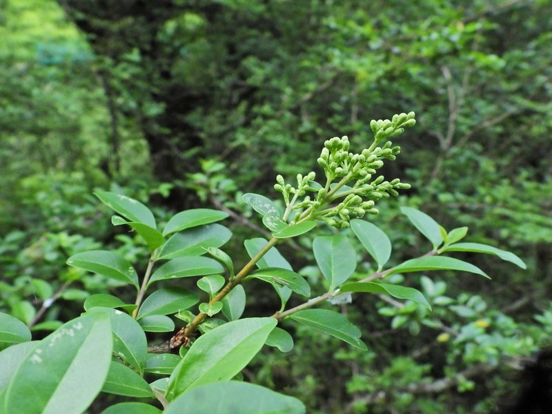 Malus rockii photo 5