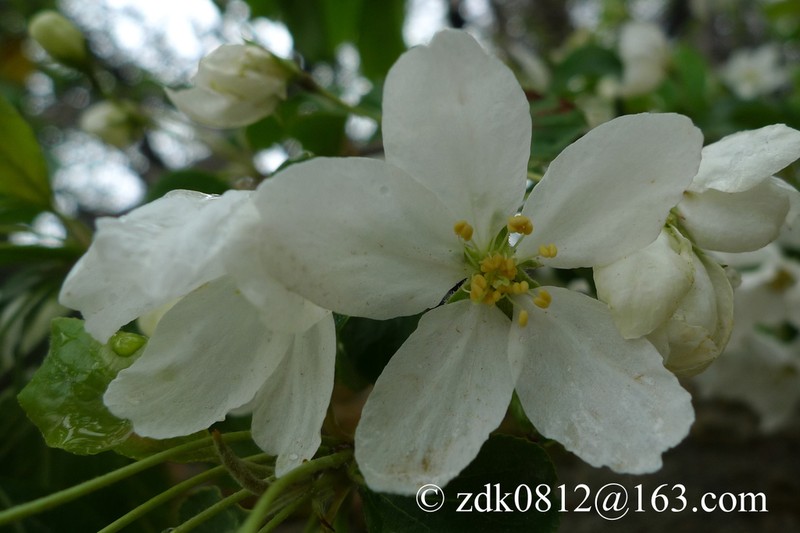 Malus rockii photo 6