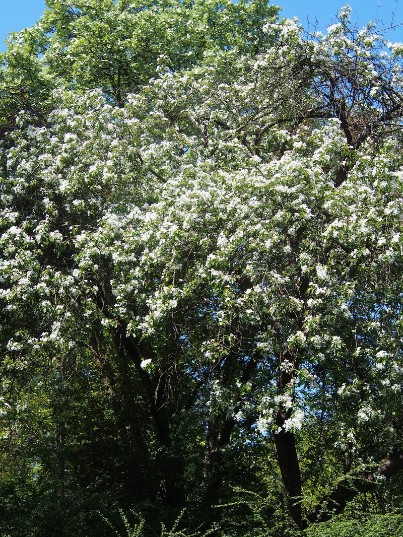 Malus scheideckeri