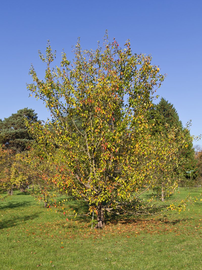 Malus sieversii