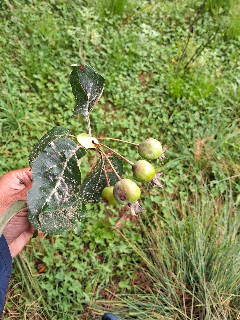 Malus sikkimensis photo 2