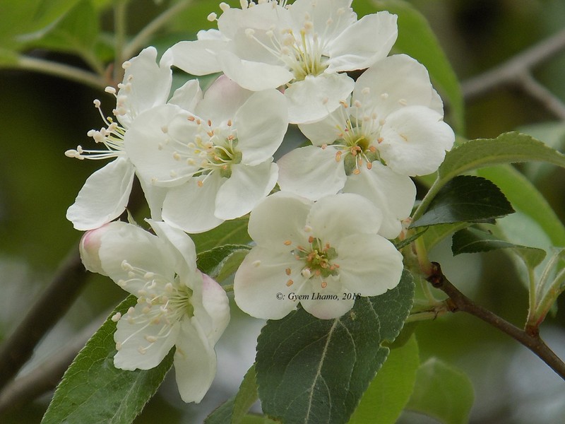 Malus sikkimensis photo 4