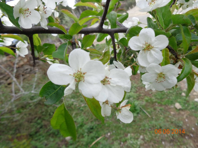 Malus sikkimensis photo 5