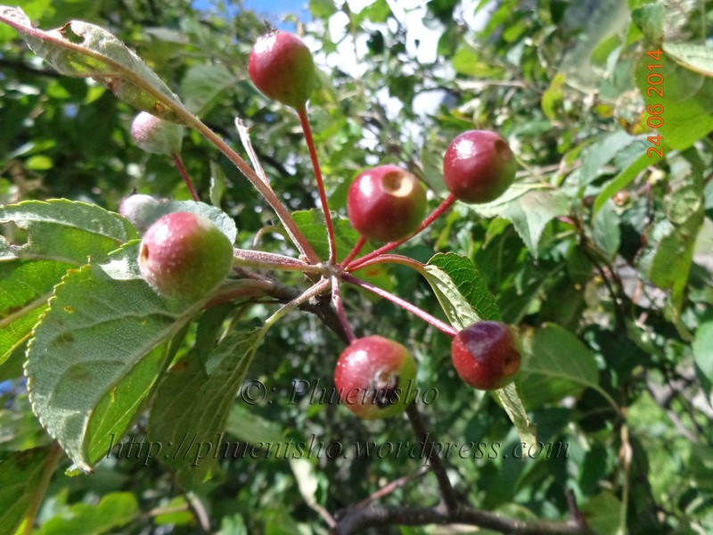 Malus sikkimensis photo 6