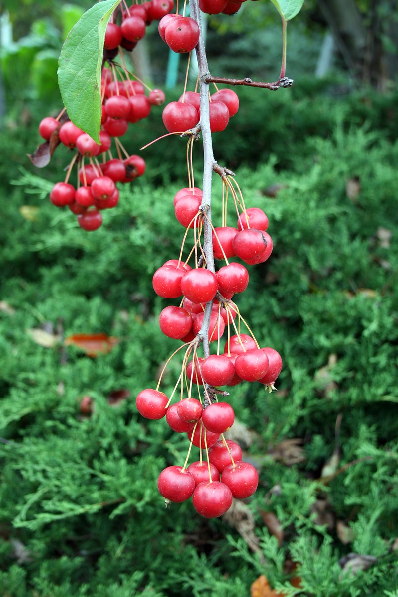 Malus sikkimensis