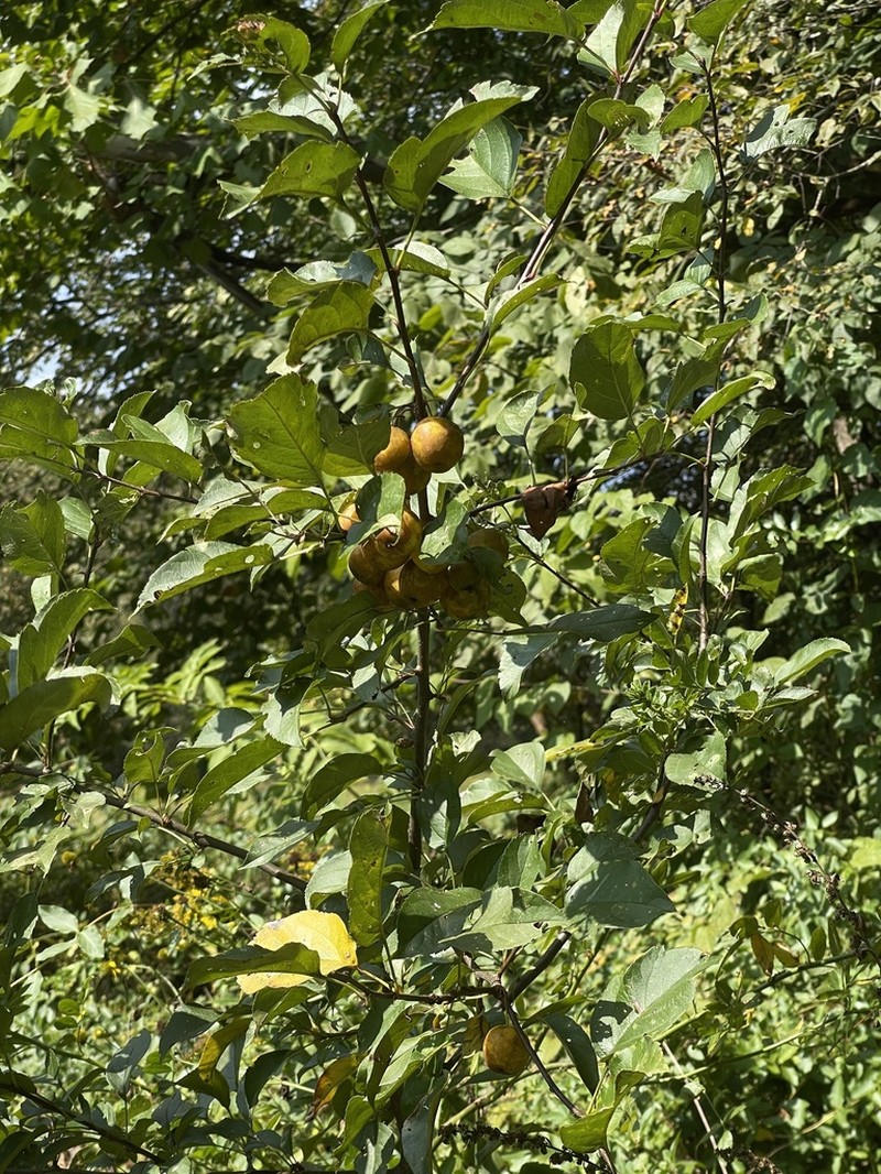 Asiatic Apple photo 4