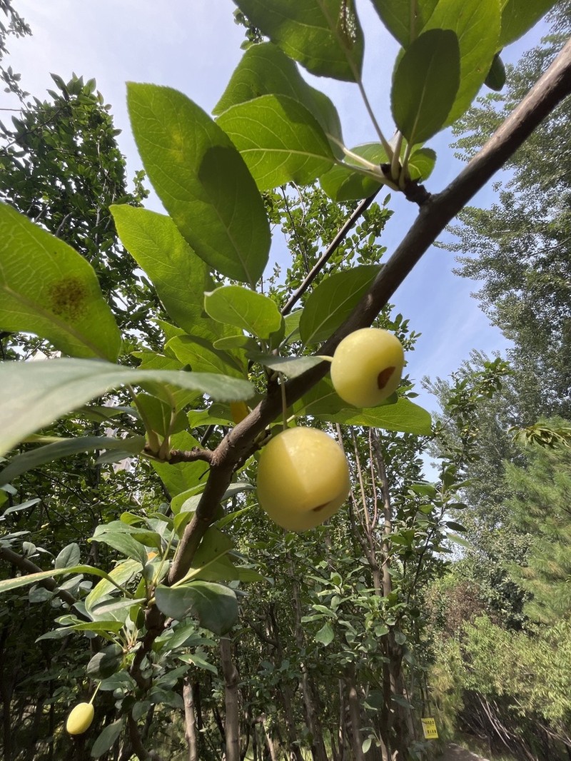 Asiatic Apple photo 5