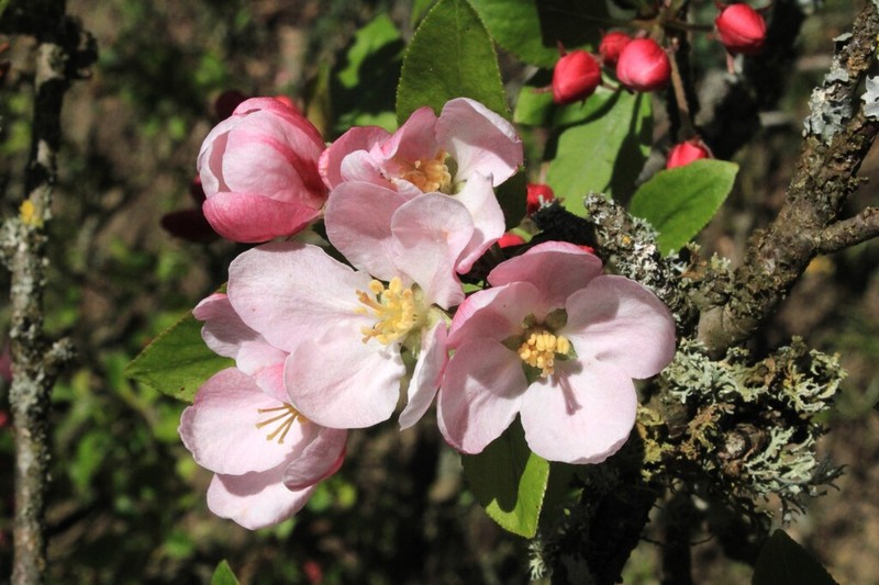 Asiatic Apple photo 6