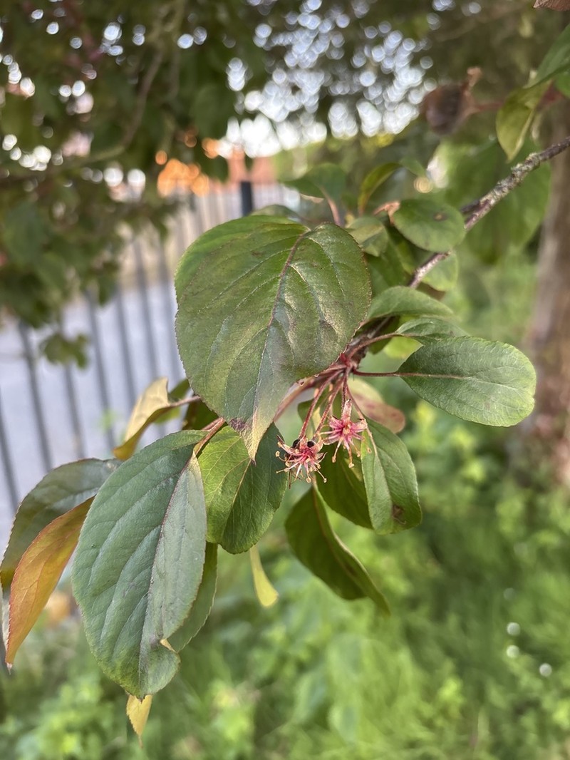 Asiatic Apple photo 7